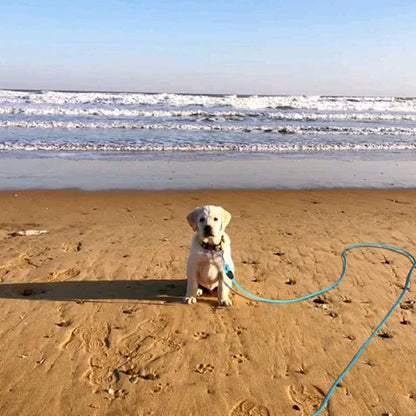 longe-pour-chien-canin-assis-sur-le-sable-proche-de-la-mer