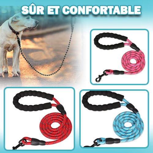 longe-pour-chien-variantes