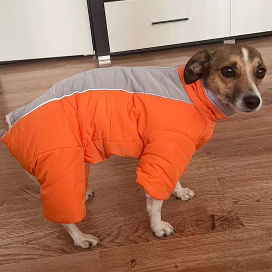manteau chien fille orange gris chihuahua devant tiroir