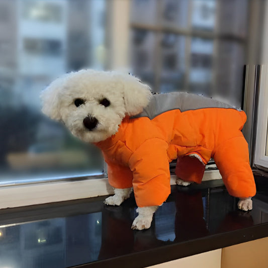 manteau chien orange gris bichon proche fenêtre