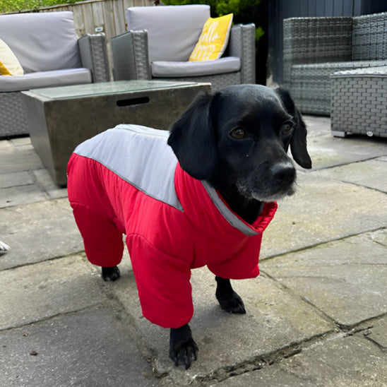 manteau-chien-rouge-femelle