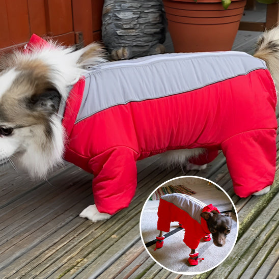 manteau-chien-rouge