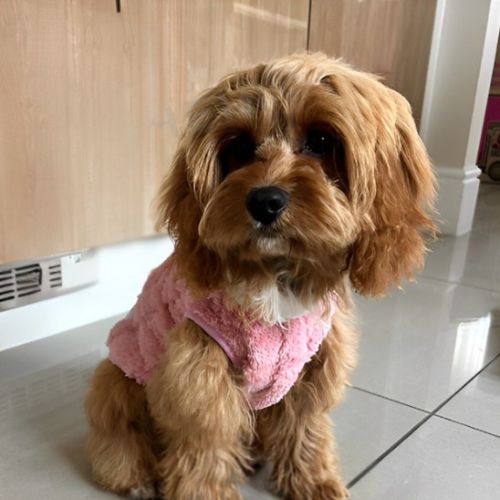 Selected Variant Image