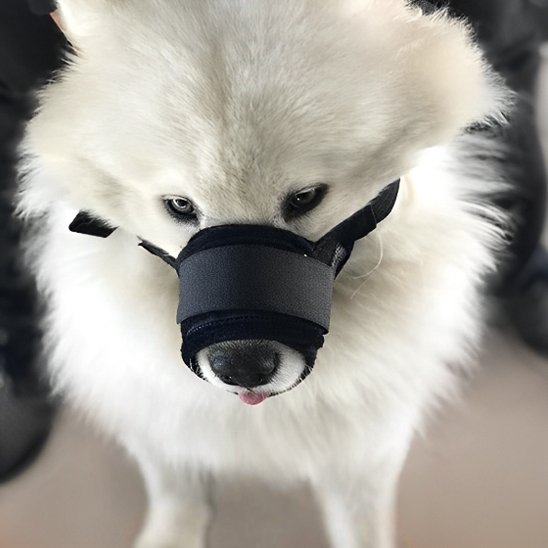 Muselière chien noire canin poils longs