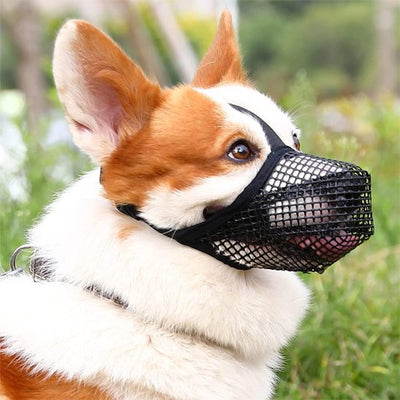 Muselière chien canin assis gazon