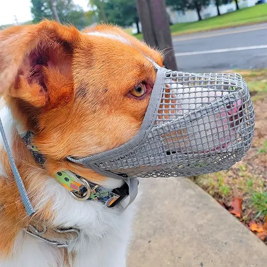 Muselière chien grise