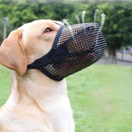 Muselière chien noir labrador beige