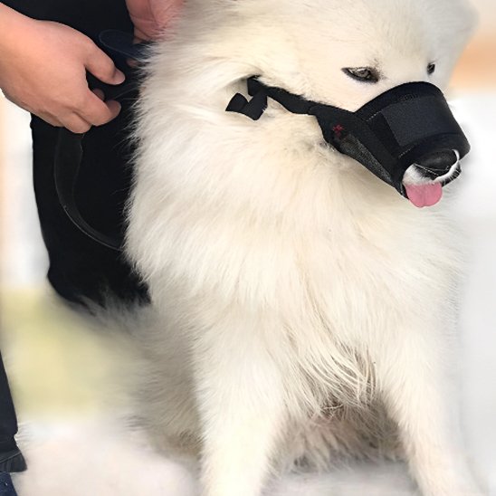 Muselière chien noir gros canin blanc