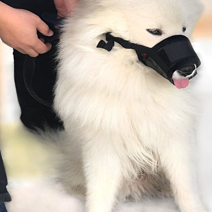 Muselière chien noir gros canin blanc