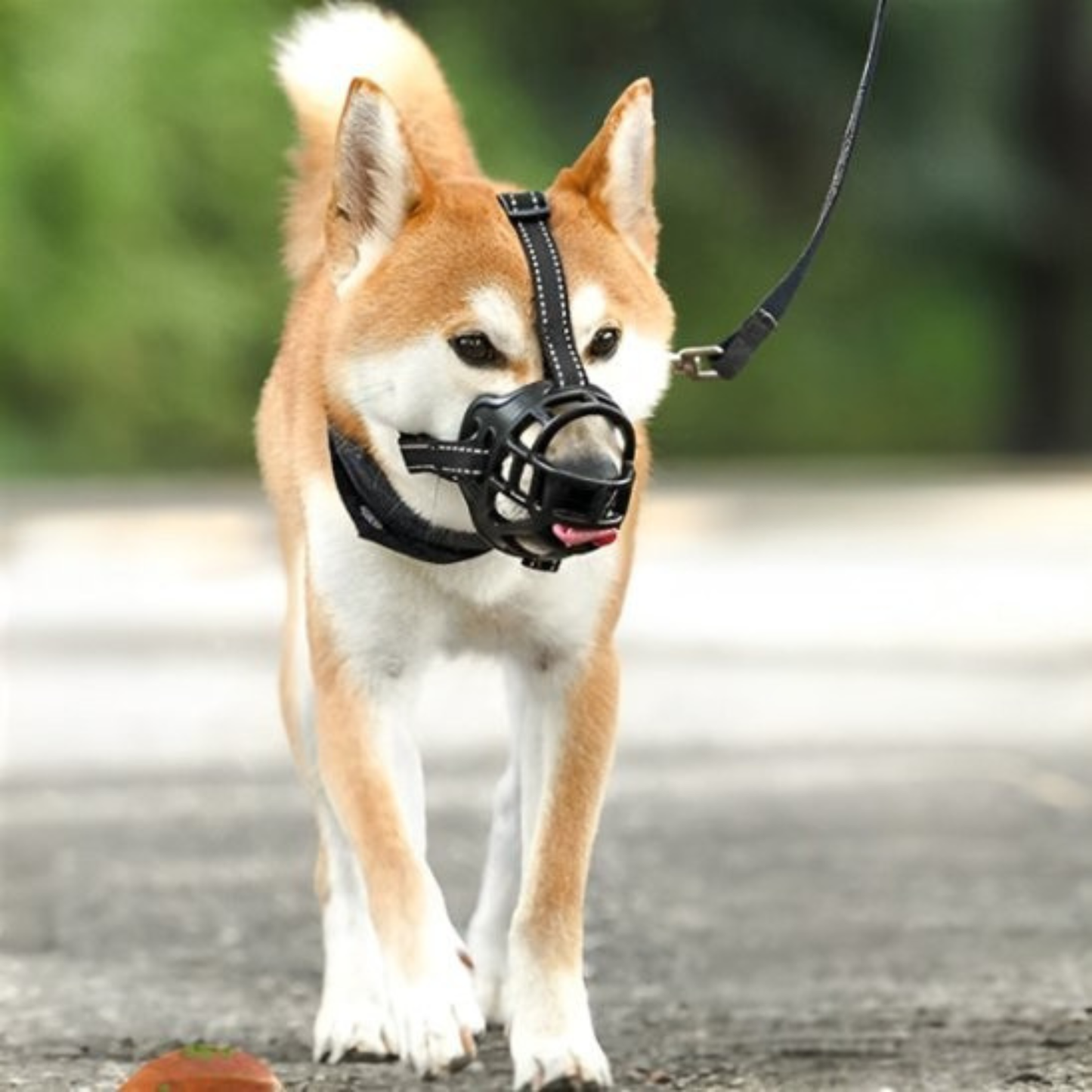 Muselière chien shiba inu promenade