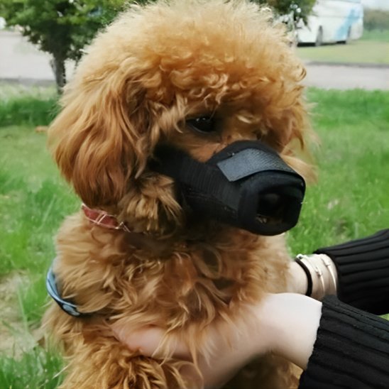 Muselière chien noire caniche brun