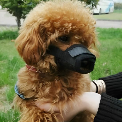 Muselière chien noire caniche brun