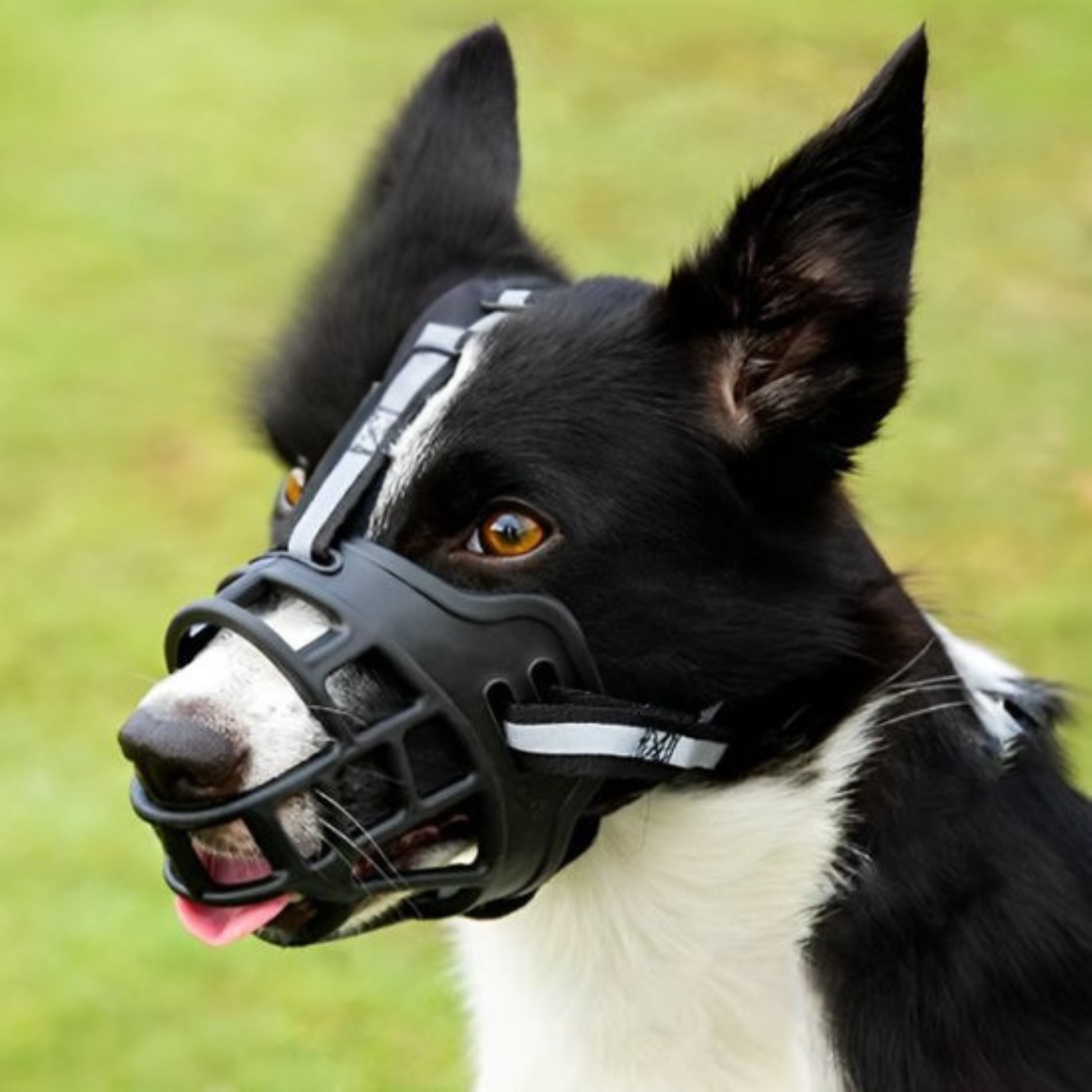 Muselière chien canin noir banc assis gazon
