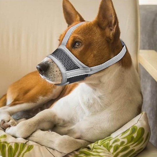 Muselière pour chien gris canin couché sur pelouse