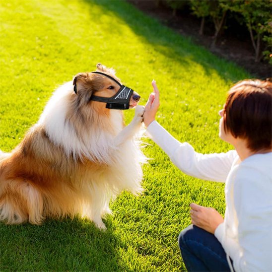 Muselière pour chien mini coley avec maitresse