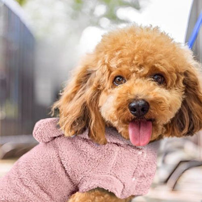 pull-pour-chien-variantes