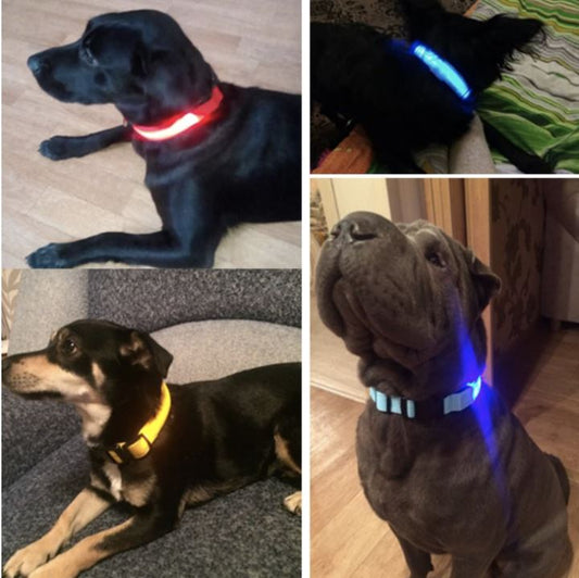 LedCollar™ - Collier à LED rechargeable pour chien - Doggy Wouf